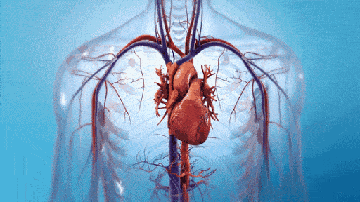 心血管疾病是危害人类健康的头号杀手,死亡率高居榜首,那心脏不好的