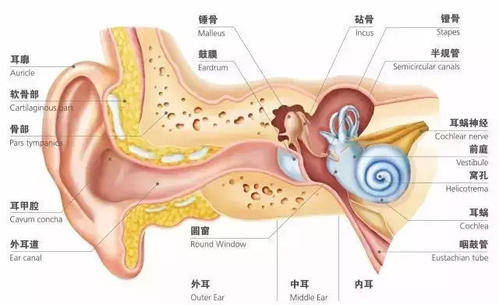 贵阳铭仁耳鼻喉医院:耳石症与美尼尔氏综合症的鉴别与