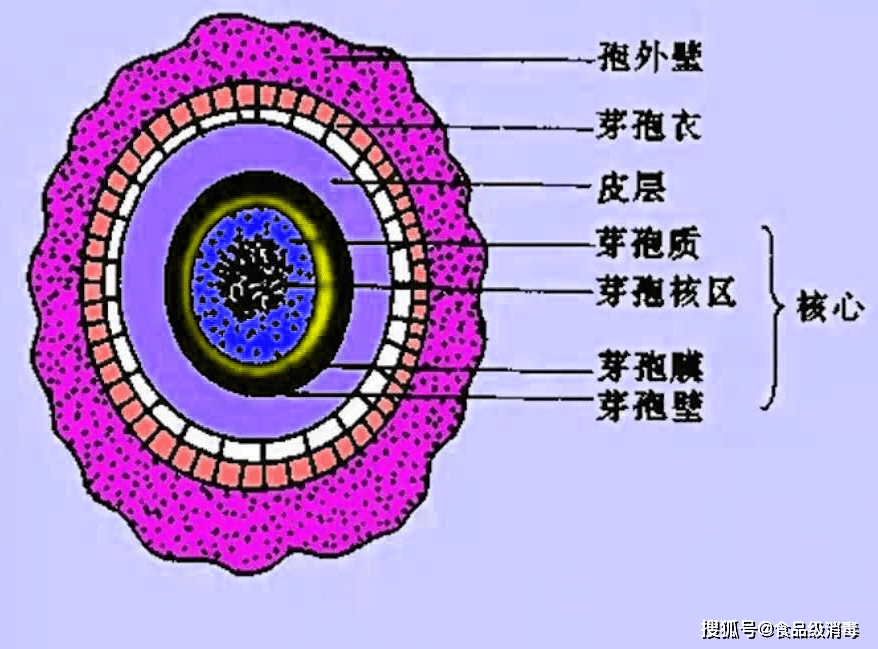 管道芽孢杆菌污染困境与解决方案