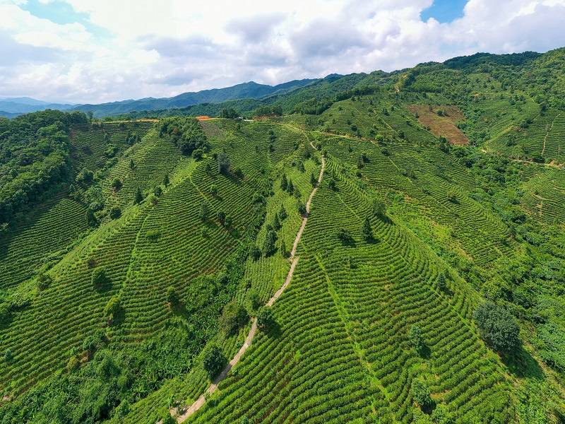 2021年8月11日,航拍广西苍梧县六堡镇双贵生态茶园示范基地,茶园景