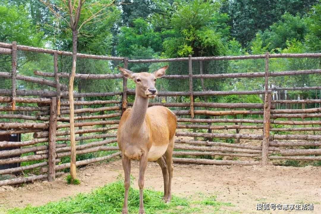 汾阳贾家庄生态园景点介绍|汾阳贾家庄民俗动物园游玩