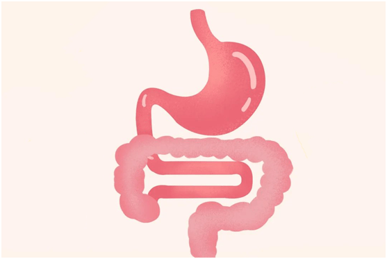 养生要从肠胃开始,肠胃红绿灯理论,肠胃健康好帮手