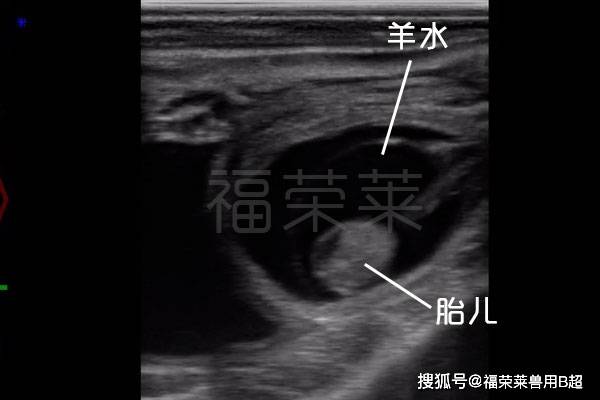 图6是母牛怀孕41天的b超图像,胎儿的反射开始增强,且能清晰看到胎膜
