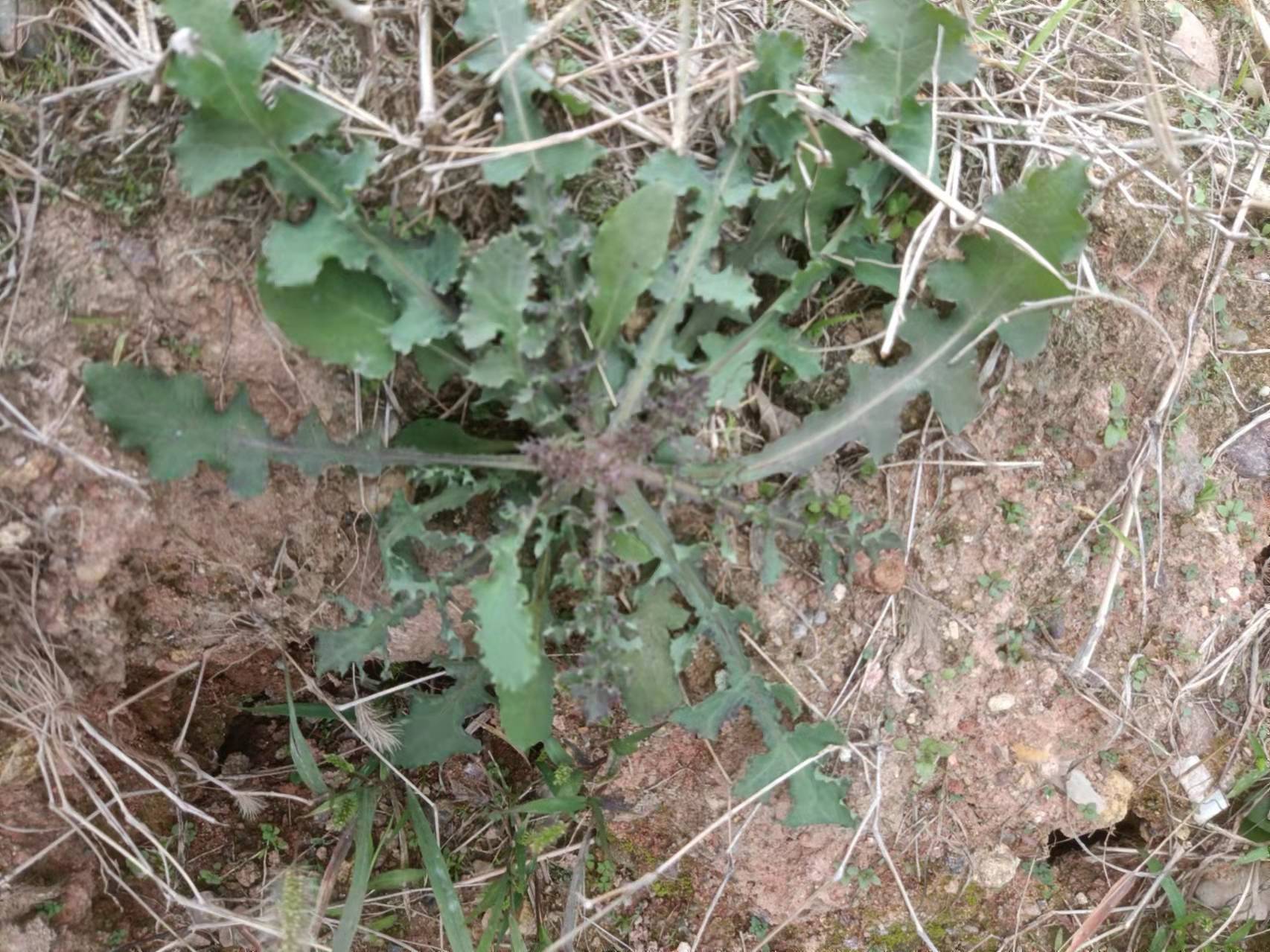 花叶滇苦菜助力儿童健康成长值得点赞黅钚焕堂谈野生中草药35