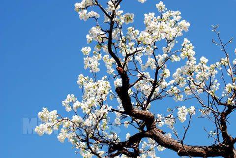 陆介政:梨花树_陆介政_梨花