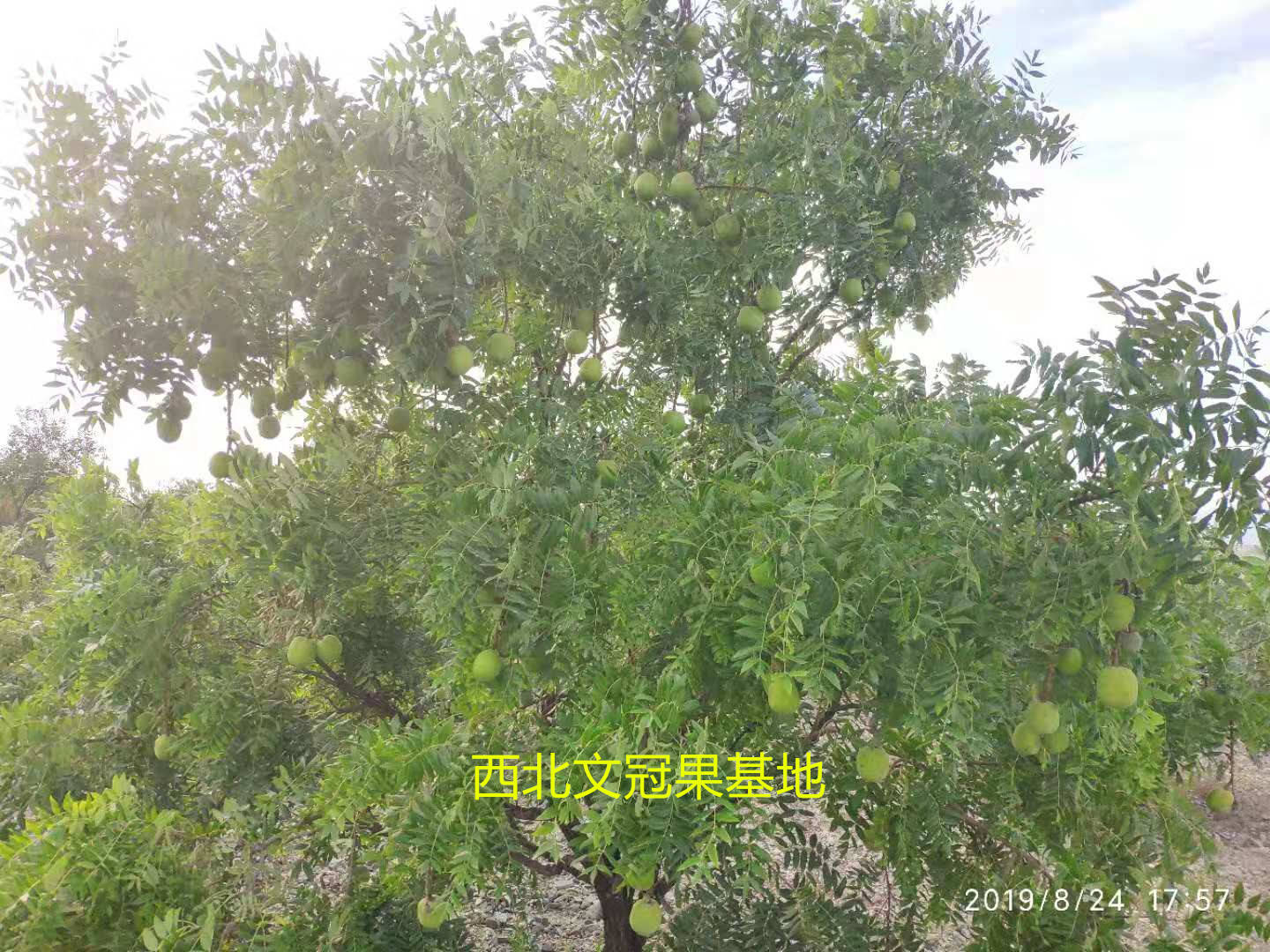 sorbifolia bge)隶属无患子科文冠果属,落叶乔木或灌木,又名文官果