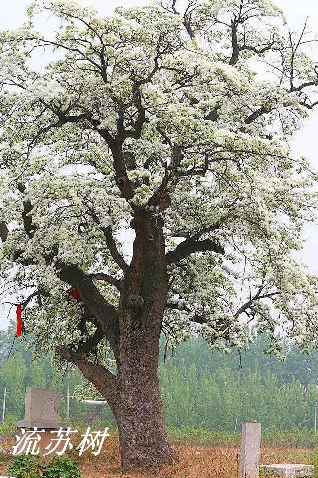 诗经里的植物辨识十六杻或是流苏树