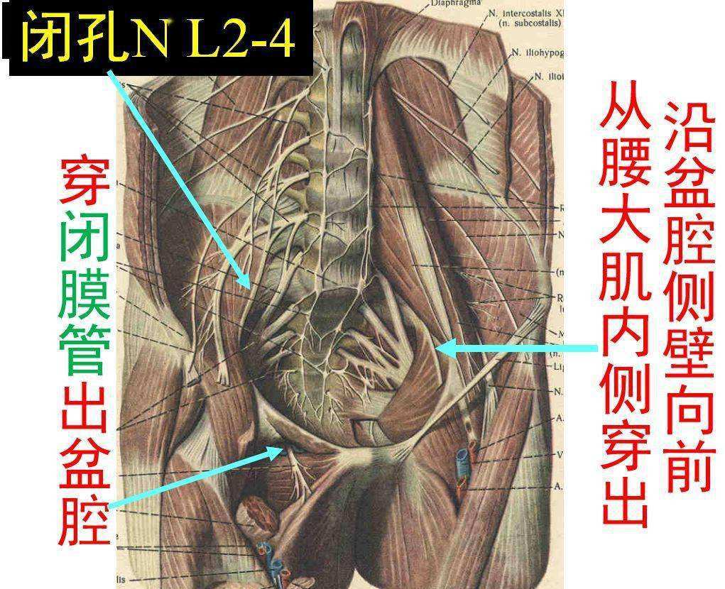 压迫闭孔神经会怎么样?