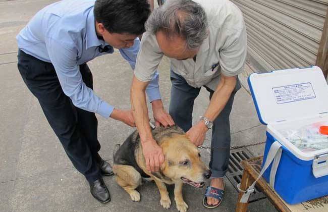 菲尔顿宠物官网,如何判断狗狗有狂犬病?看完涨知识了!_症状_进行_发病