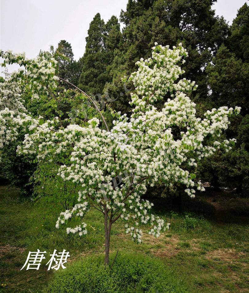 诗经里的植物辨识三十二常棣棠棣和唐棣下