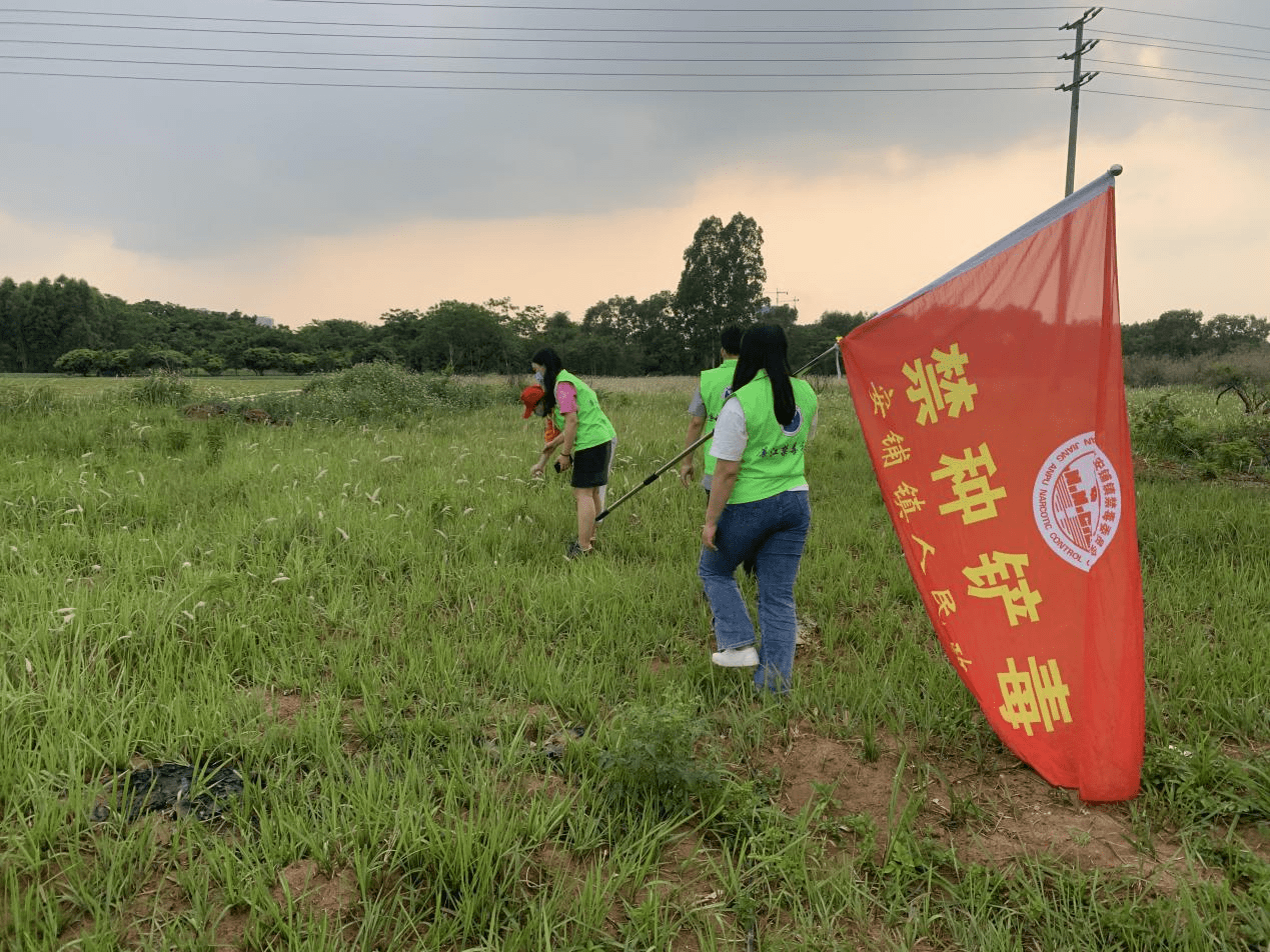 安铺镇禁毒办走进东山居委开展禁种铲毒踏查活动