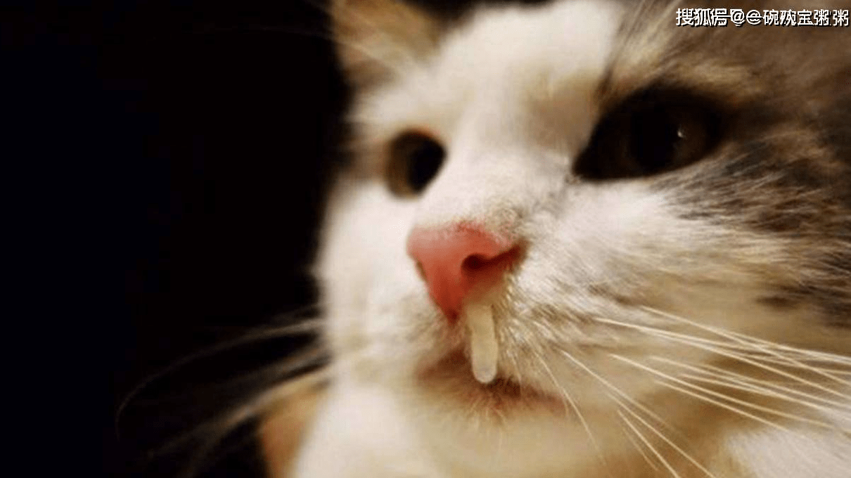 患鼻炎猫咪鼻炎与人类鼻炎一样难受,会出现打喷嚏,流鼻涕,严重的话