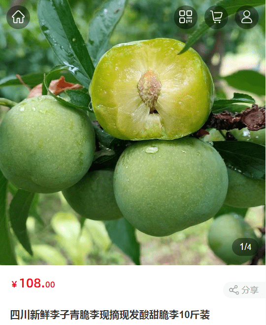 高原青脆李,每一口都是嘎嘣脆!_茂县_季风_高原地区
