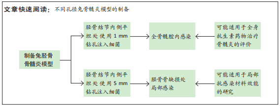 兔胫骨钻骨孔径对骨髓炎模子的影响