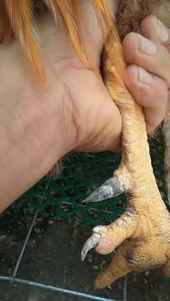 鸡脚蹬(鸡距)是个角质勾子，长在了成年公鸡的脚腕内侧，它和踢腿与羽毛