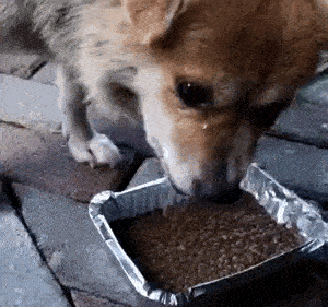 好心人给了碗狗粮,流浪狗边吃边哭,它也想有个家_狗狗