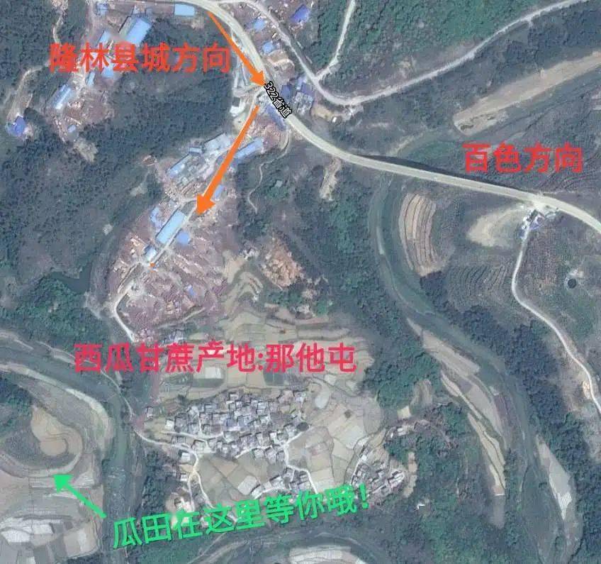 采摘地址:隆林平班镇民新村那他屯(隆林县城沿322省道往百色方向12