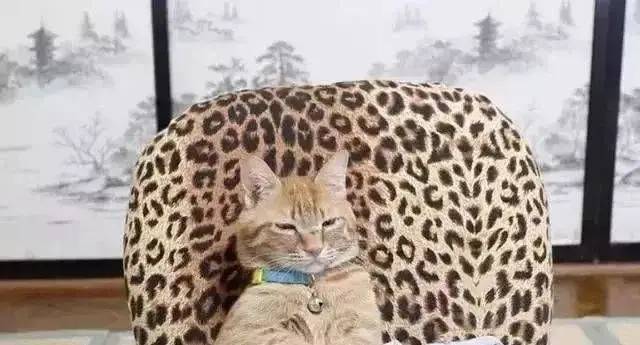 趁着主人不在家,橘猫偷偷坐上老板椅,神气的样子真是萌