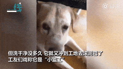 拉布拉多走失后,意外流落到工地,结果竟成了全网狗子最羡慕的对象!