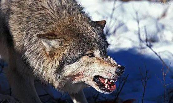 世界上最大的犬科动物——北美灰狼