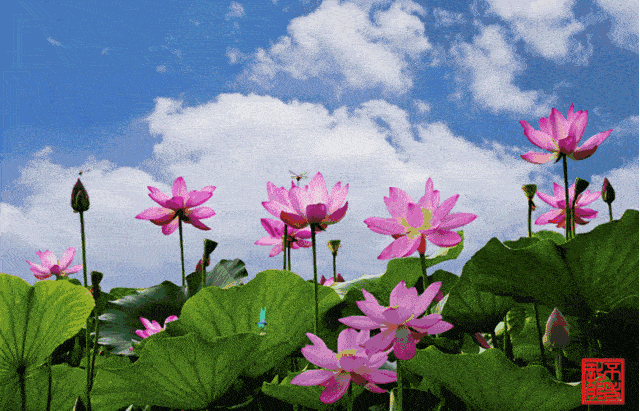 明日芒种,最美的祝福送给我牵挂的人!太漂亮了