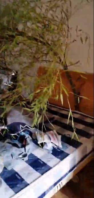 男子4个月没回家床头长竹子…网友：吉兆！节节
