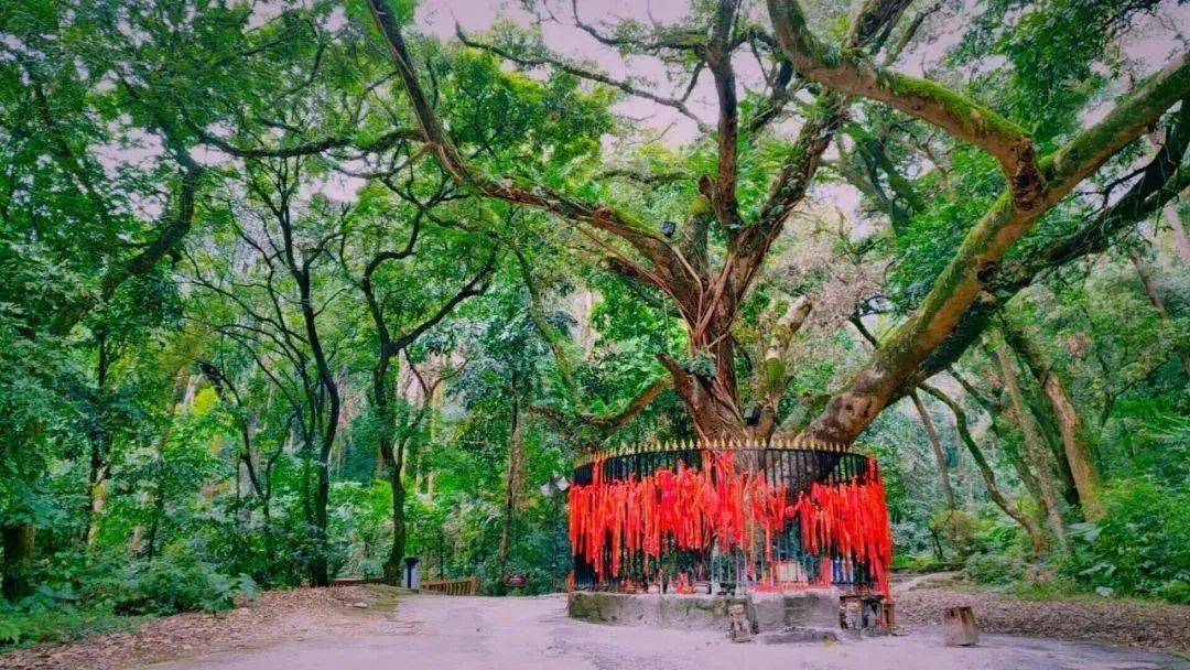 贵港这个aaaa景区今天起恢复对外开放!_西山