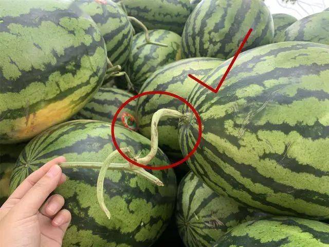 夏天挑西瓜,学会买母西瓜,甜美多汁!