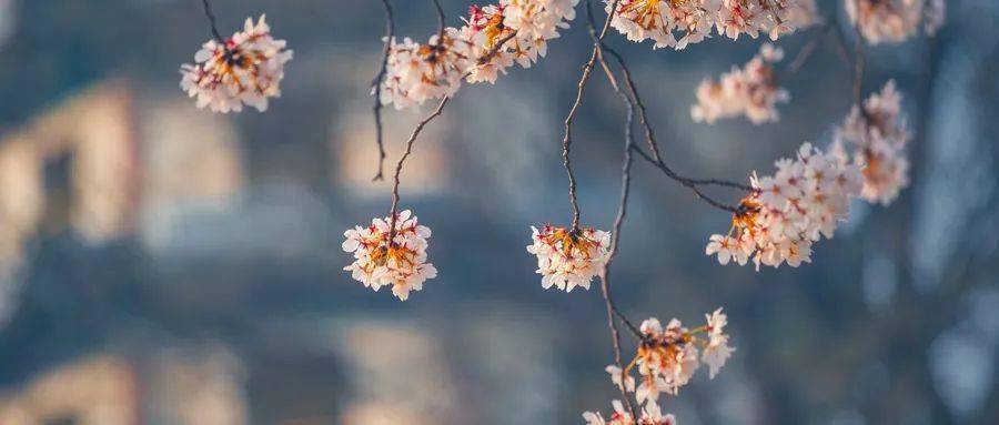 三月十九是什么季节 6515c94a733f4c5997433b55a5bcc6a3.jpeg