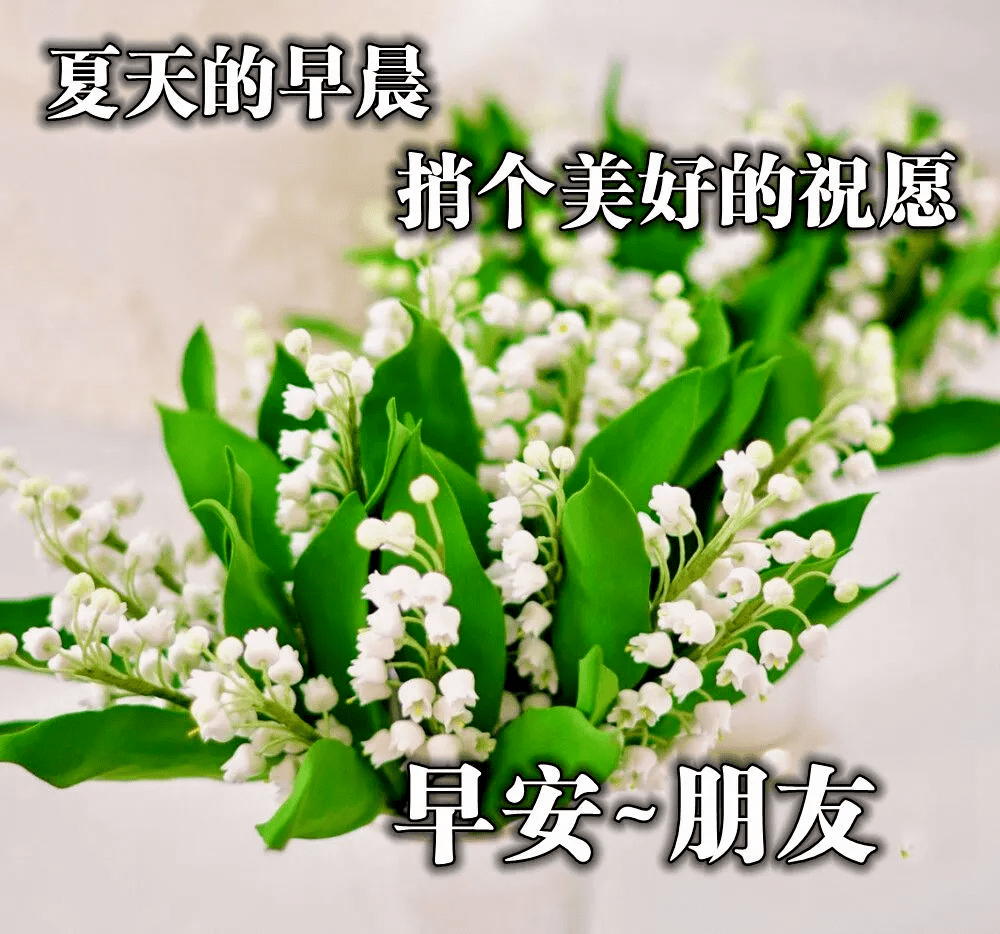 朋友圈清早早上好问候图片鲜花带字,早晨美好祝福送给