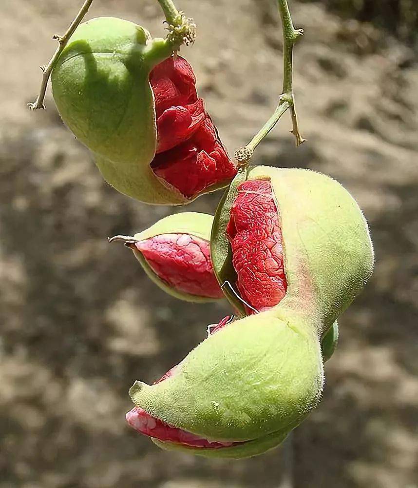 奇花异果美得让人心花怒放