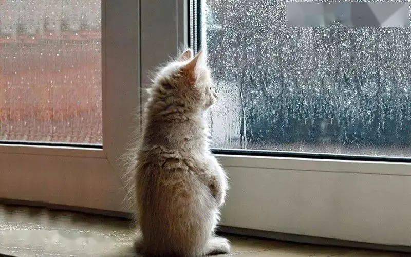 猫咪总是望着窗外发呆,它在想什么?