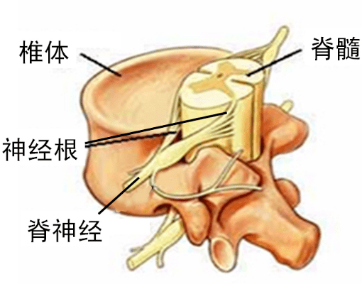 颈椎病会引起哪些症状和治疗方法 bb0687844af245108e4d7efeed3119c7.png