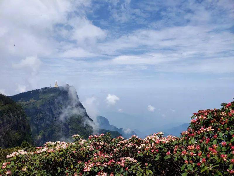 摄影师眼中的杜鹃花海峨眉山挖到宝了