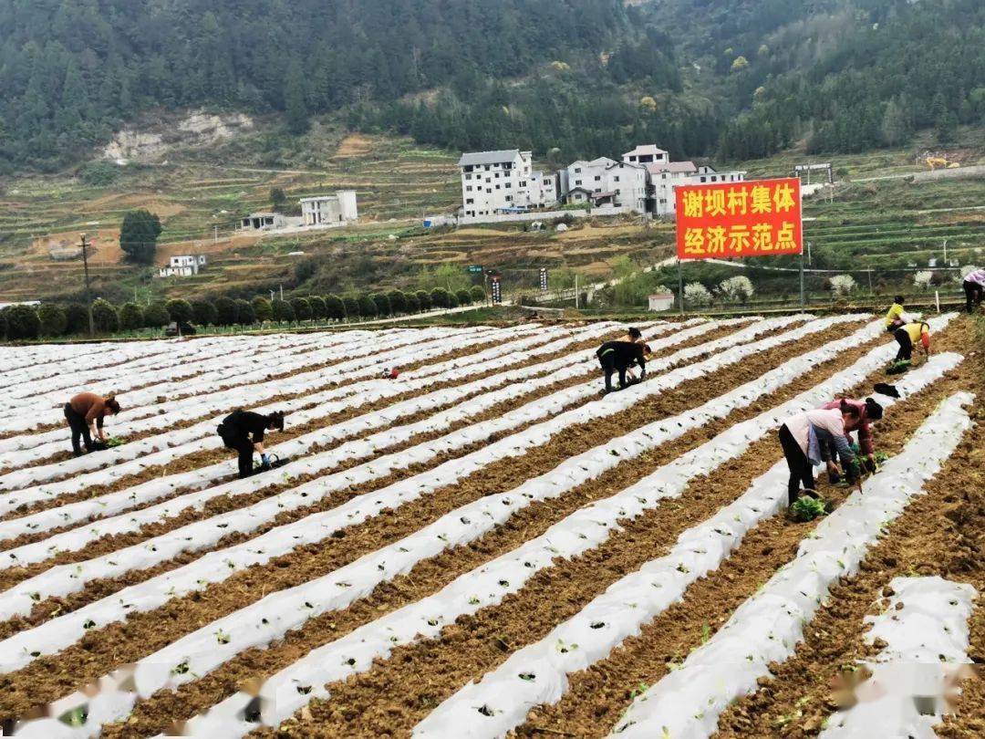 在正安县谢坝乡坝区,像晏正友这样的村民比比皆是.