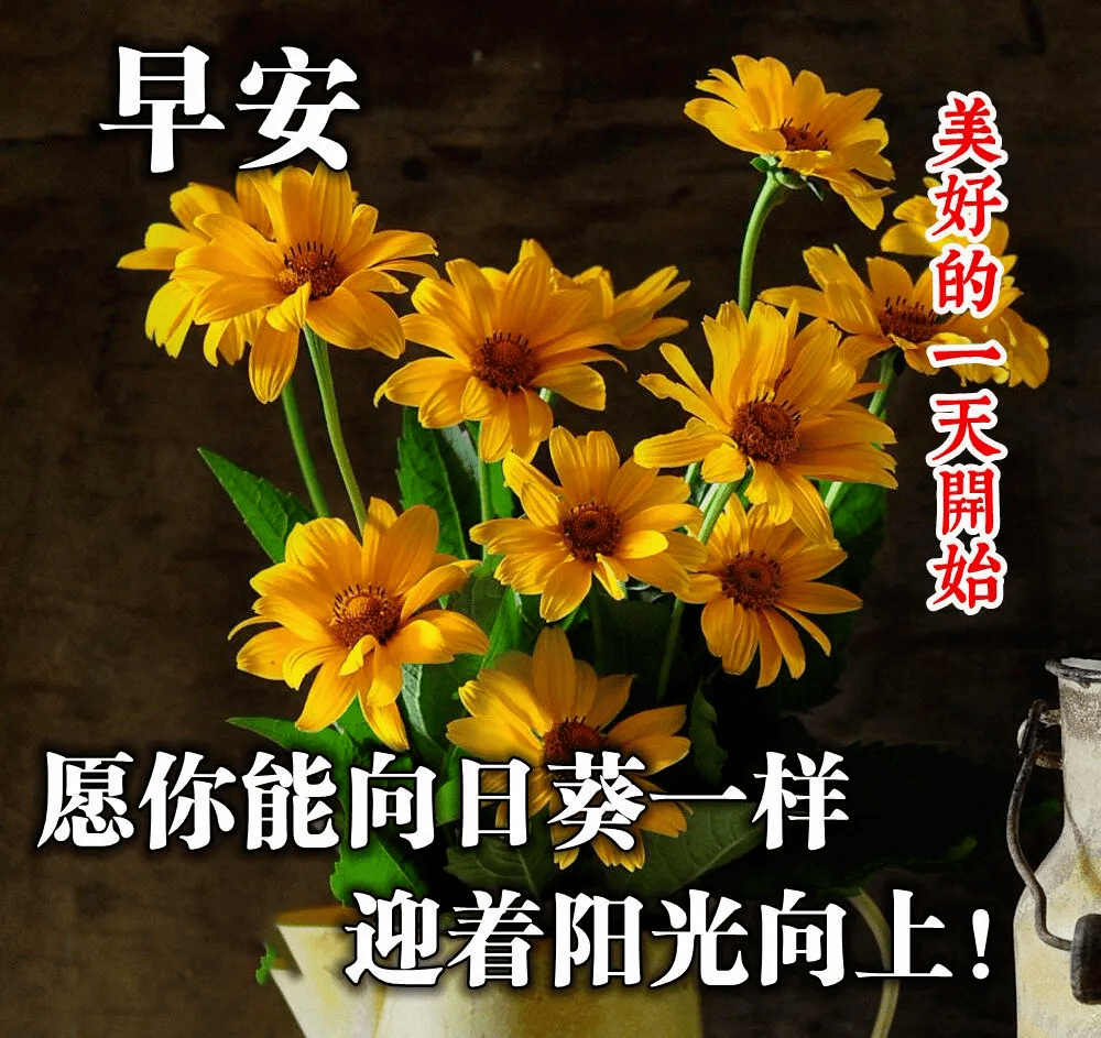 新的六月最美的早上好问候图片大全 阳光唯美的早安祝福表情包