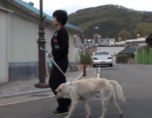 几天后,当节目组再次在街上看见这只狗时,它的身旁竟然有人陪了.