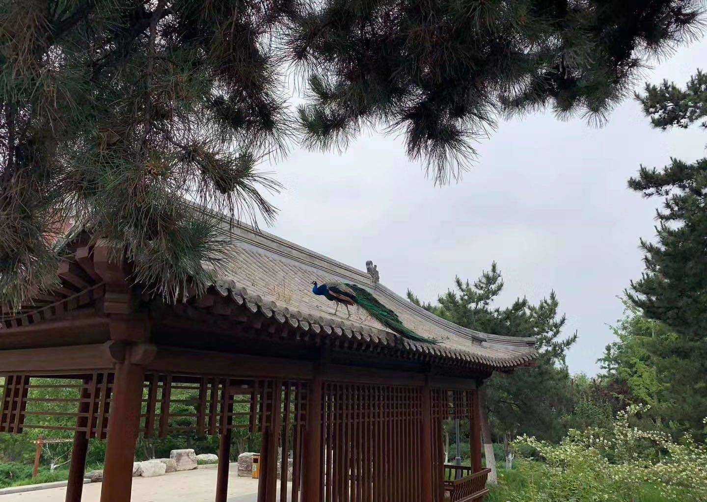 北京101中学6只孔雀“出逃”，目前已找回两只
