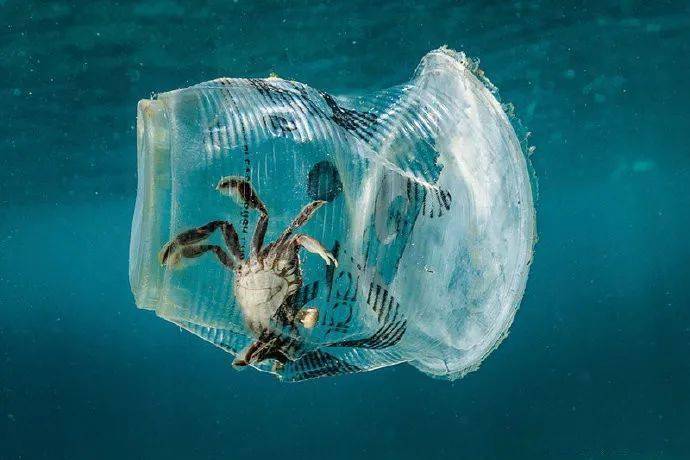 有记载的海洋动物被塑料缠绕致死的案例也超过了30000例.