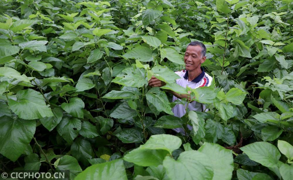 广西融安:种桑养蚕助增收