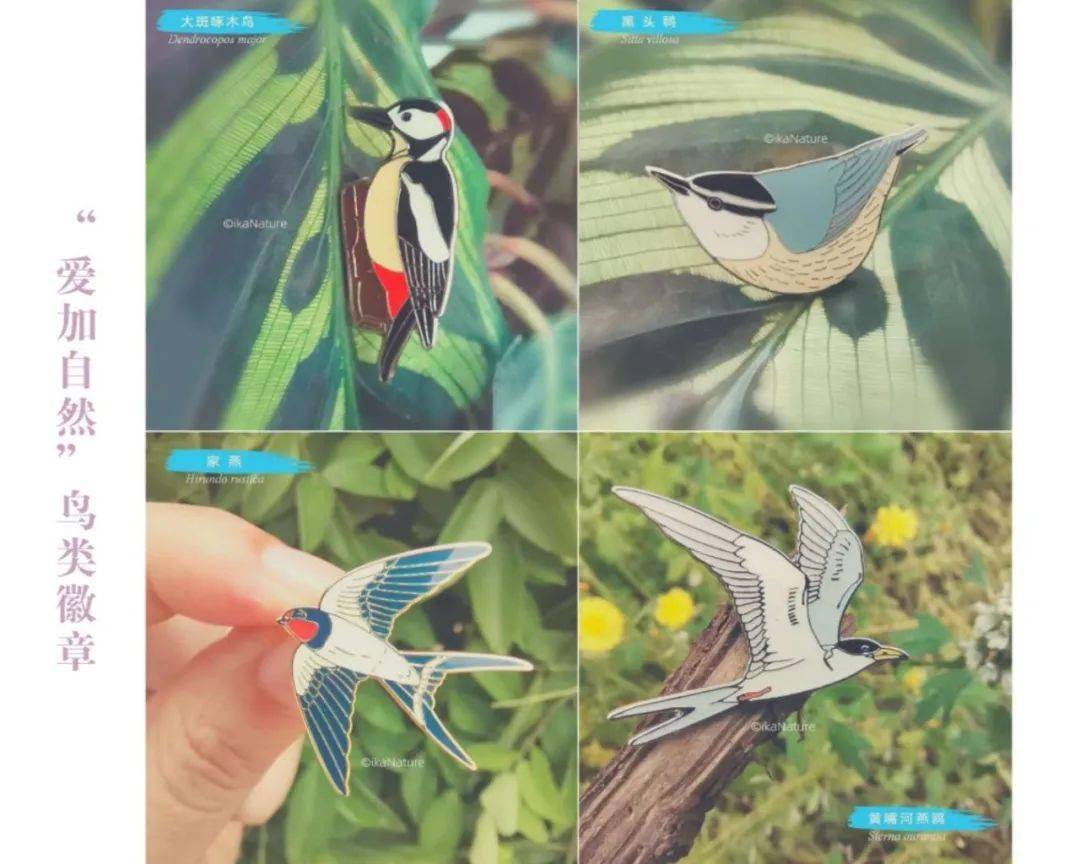 怎么养小虾米才能养得活 18a0a189a4b24272b9d9663f6ed46fd8.jpeg