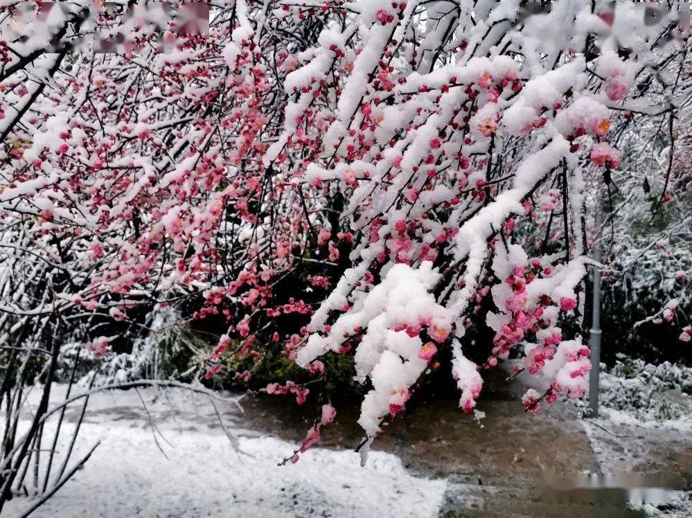 《瑞雪兆丰年》