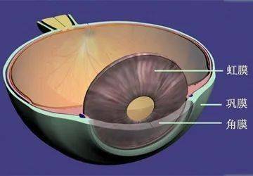 和巩膜组成的纤维膜,中间是包罗虹膜,睫状体,脉络膜在内的葡萄膜层,最