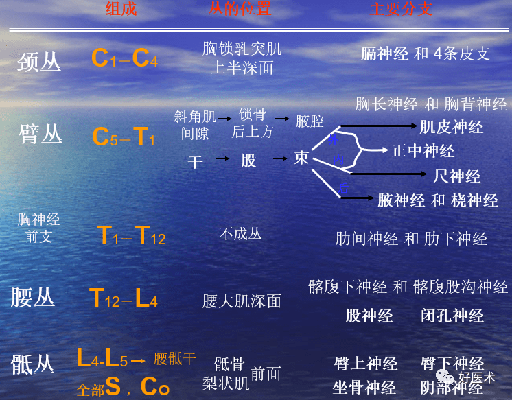 临床必备知识:神经系统体表定位标准!_脊神经