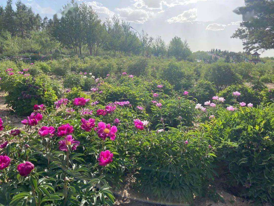 相约去鄂尔多斯植物园赏芍药花