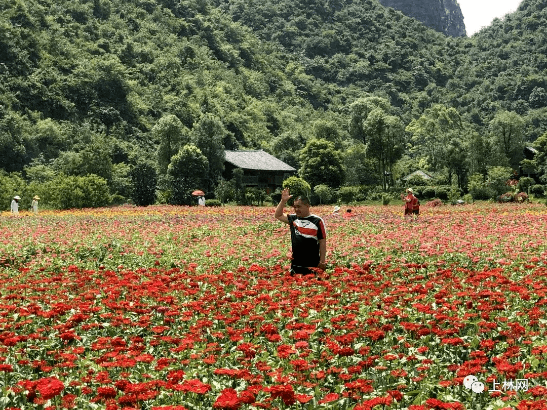 上林这个网红打卡点,又一大片花海美爆了!最适合爱拍照爱看花的你!