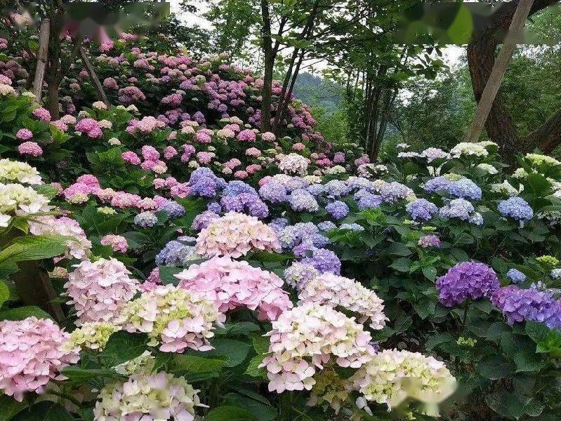 巴南云林天乡百亩绣球花海悄然登场,花期长达6个月!