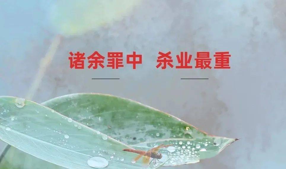 诸余罪中,杀业最重 | 如何不杀生驱除蚊虫?