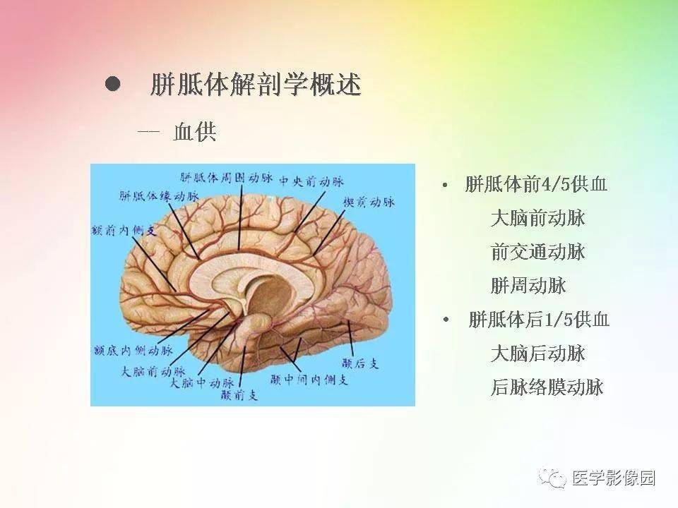 胼胝体病变的影像表现