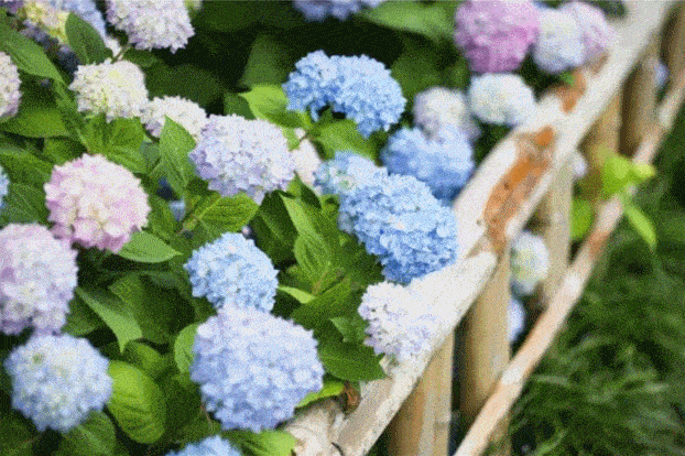 探索申城这些花坛花境等你来欣赏一大波美图来袭